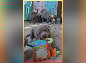 Labrador Aussiedor Welpen aus liebevoller Zucht