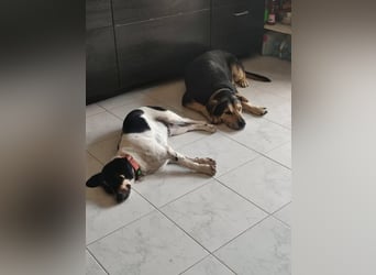 Benny sucht seine aktiven Menschen