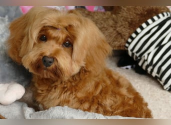 Wunderschöne Havapoo Welpen ähnlich Maltipoo (Toypudel/Zwergpudel + Havaneser)