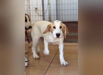 Monty Mischlingsrüde ca. 6,5 Monate alt in Griechenland