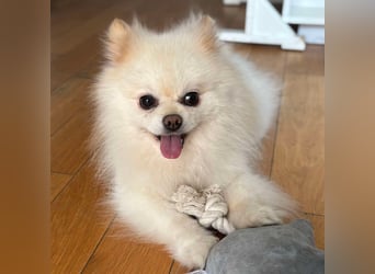 Bailey - der Liebe