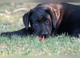Labradorwelpen