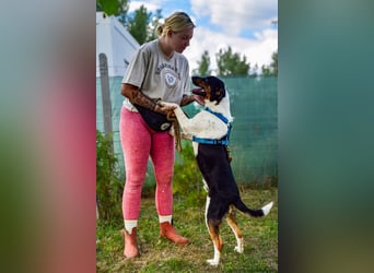 Bark - liebt die Menschen