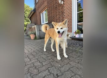 Akita Inu Welpen