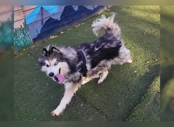 Husky-Mix Arci sucht seine liebe Familie