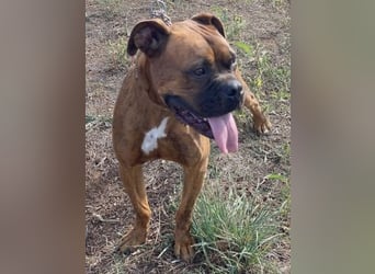 Boxermädel Ersi sucht ein aktives Zuhause.
