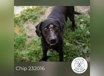 Chip 232016: Sucht ein Zuhause