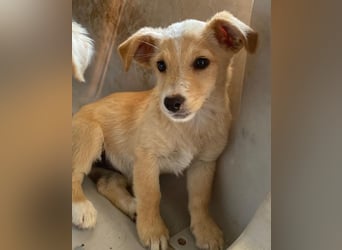 Tasha, geb. ca. 03/2025, lebt in GRIECHENLAND, im städt. Tierheim Serres