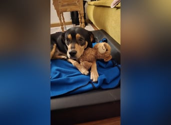 Zako sucht sein Für-Immer-Zuhause ❤️