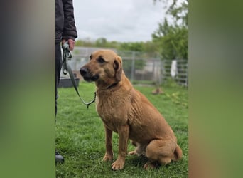 großer Herzenshund Bailey sucht noch seine Menschen