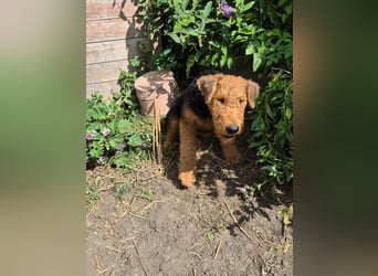 Airedale Terrier Hündin