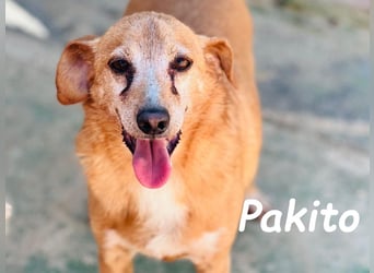 Pakito 08/2017 (ESP) - verschmuster, ruhiger Goldschatz sehnt sich nach Liebe!