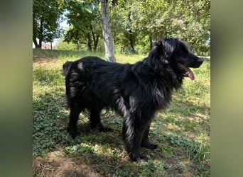 Morty ein Friendly-Dog