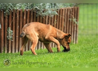 Simba, kleiner Hundejunge sucht ein Zuhause