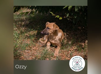 Ozzy: Sanfte Seele mit Schlappohren