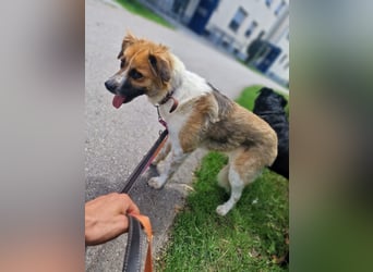 BENJI (*2024) auf Pflegestelle in 86989 Steingarten