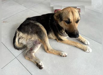 Emma - liebe, soziale, katzenverträgliche Schäferhundmix-Hündin mit Handicap / noch in Rumänien
