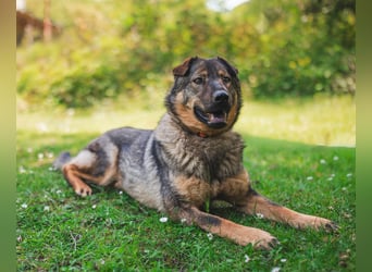 Freundlicher Tobi mit besonderen Ohren sucht sein Glück