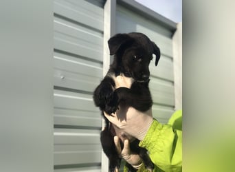 Charly - Großes Herz sucht Familie für ein dauerhaftes Happy End! (78166 Donaueschingen)