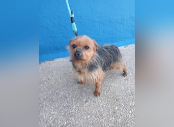 Tara, sucht mit ihrem Freund Tobby ein Zuhause