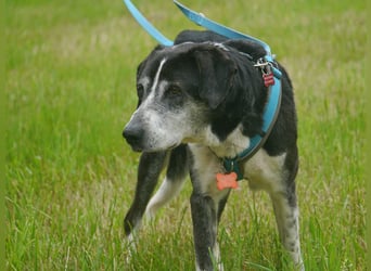 ♥LADI♥ am 13.7. bei "Tiere suchen ein Zuhause"-lieber, unkomplizierter und dankbarer Schmusebär 63cm