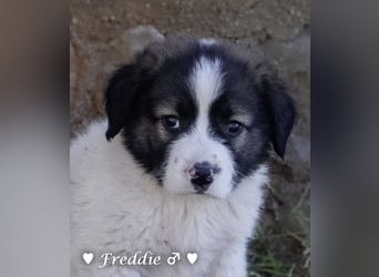 Felix und seine Geschwister suchen ein Zuhause