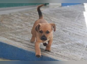 Boy und Lady, zwei fröhliche Welpen voller Neugier und Entdeckungslust