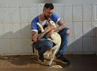 Pipa, unglaublich herzige Rasselbande sucht ihr Glück