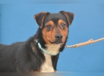 Duke, ein quirliger und kontaktfreudiger kleiner Rüde