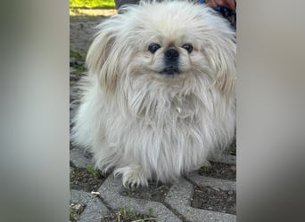 Frankie, geboren 2021, 29cm sucht sein Zuhause