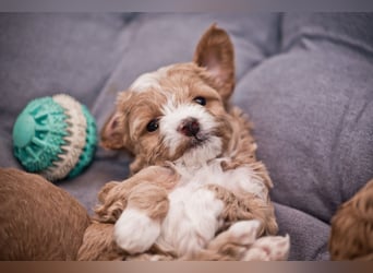 5 Wunderschöne Maltipoo-Welpen suchen ein neues, liebevolles Zuhause!