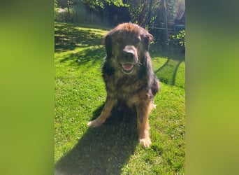 Freundlicher HAGRID-sanft, mit großen Herzen für Menschen will endlich raus aus dem Tierheim