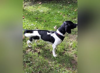 Bo ist ein Spaniel- Dackel Mix