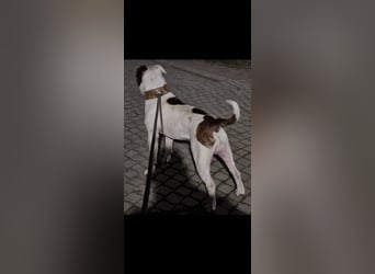 Americanbulldog