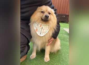 Ruffy SR - Freundlicher Spitz mit Charakter