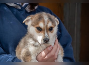 SIMBA-absolut liebevoll, eher ruhig, gesund und gestärkt ist er bereit für "Seine Für-immer Familie"