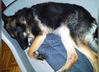 LIZA Collie-Schäferhund Mix