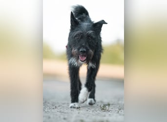 Süsse Phoebe sucht ihr Für-Immer-Zuhause!