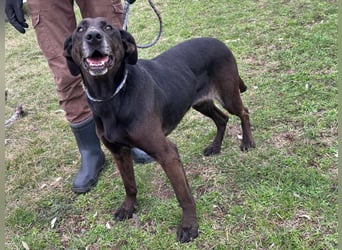 Dolly, geboren 30.12.2015, 60cm sucht ihr Zuhause (auf Pflegestelle in Deutschland)