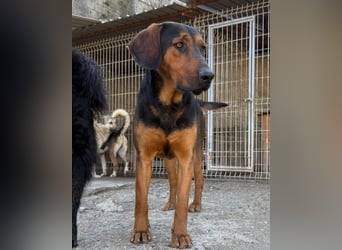 Levi ❤️ Bracke-Mix, verspielt+ aufgeschlossen