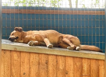 SVEN – ein Senior auf der Suche nach dem Glück