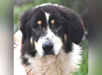 Freundlicher Peppe sucht seine Familie