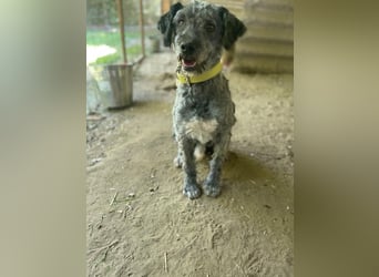 Bubbles, schüchterner Puli/Schnauzer MIx geb. 2022