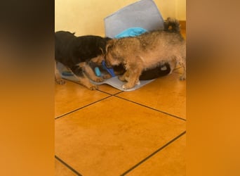 Filou, Pippa, Jenny, Bobby und Flora