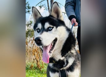 BANDIT - der verspielte und soziale Bursche möchte für immer ein Teil deiner Familie sein!
