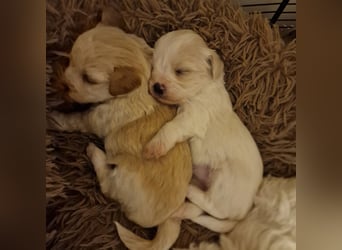 Havapoo Pudel Havaneser-ShihTzu