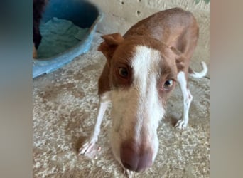 LOLA-die sanfte Schokopodenca auf der Suche nach ihrem Für-immer-Zuhause