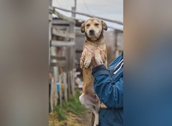 Kleiner Tierschutzhund Bröse❤️sucht Zuhause oder Pflegestelle