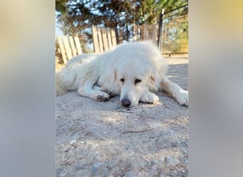 Mr. White: Ein liebevoller XXL-Teddybär sucht ein Zuhause zum Kuscheln