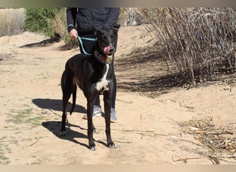 NORMA-klassische Galga: elegant, feinfühlig und voller innerer Stärke